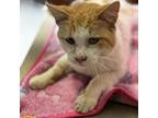Adopt Oakley a Domestic Medium Hair