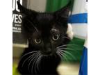 Adopt Draco Malfoy a Domestic Short Hair