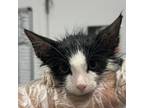 Adopt Scrappy-Doo a Domestic Short Hair