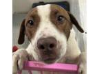 Adopt Griffin a Labrador Retriever, Terrier