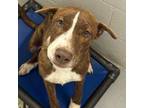 Adopt Mino a Labrador Retriever, Terrier