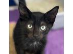 Adopt Sam a Domestic Short Hair