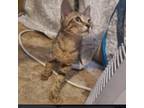 Adopt Templeton a Domestic Short Hair