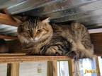 Adopt Jonah a Maine Coon