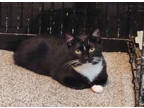 Adopt Loggins a Domestic Short Hair