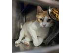 Adopt Hodgepodge a Domestic Short Hair