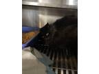 Adopt Ibex a Domestic Long Hair