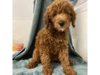 Adopt Eggroll a Golden Retriever, Poodle