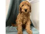 Adopt LoMein a Golden Retriever, Poodle