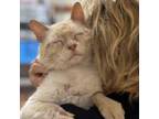 Adopt Gandolph a Siamese