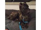 Adopt Ollie Charles a Cane Corso