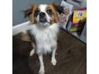Adopt Arlo a Pomeranian