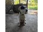 Adopt Buddy Davis a Pit Bull Terrier