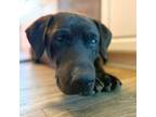 Adopt Bo Brown a Chocolate Labrador Retriever