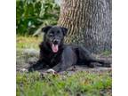 Adopt Zaheer a Mixed Breed, Australian Shepherd