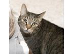 Adopt Baxter a Domestic Short Hair