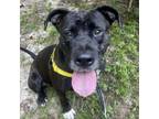 Adopt Scuba a Mixed Breed