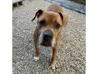 Adopt Hewey a Mixed Breed