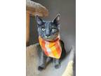 Adopt Little Monkey a Domestic Short Hair