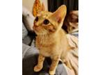 Adopt Teddy a Domestic Short Hair