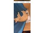 Adopt Garfield a Domestic Short Hair