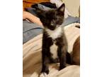 Adopt TUX a Domestic Short Hair