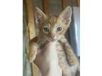 Adopt Tarzan a Domestic Short Hair