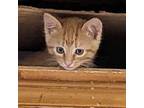 Adopt Theo a Domestic Short Hair