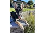 Adopt Maverick a German Shepherd Dog