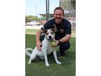 Adopt Herman a Affenpinscher
