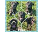 Adopt Ferb CFS# 240062172 a Mastiff