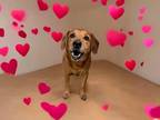 Adopt Gordon a Labrador Retriever, Retriever