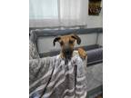 Adopt Ash a Black Mouth Cur, Mixed Breed