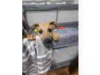 Adopt Cypress a Black Mouth Cur, Mixed Breed