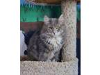 Adopt Rock a Domestic Medium Hair