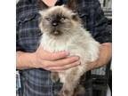 Adopt Legend a Himalayan