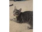 Adopt Usopp a Tabby