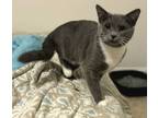 Adopt Nami a Domestic Short Hair