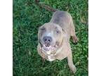 Adopt Shelton a Pit Bull Terrier