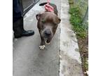 Adopt Blake a Pit Bull Terrier