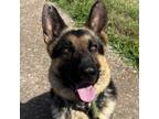 Adopt Banana Peel a German Shepherd Dog