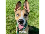 Adopt Scootaloo Hank a Siberian Husky