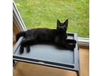 Adopt Jetson a Domestic Short Hair