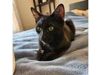 Adopt Fabio a Domestic Short Hair