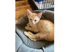 Adopt Harvey a Domestic Short Hair