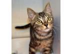 Adopt Kit Kat a Domestic Short Hair