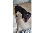 Adopt Bear a Rottweiler