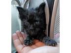 Adopt Mothman a Domestic Long Hair