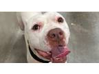 Adopt Raindrop a Pit Bull Terrier