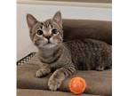 Adopt McFlurry a Domestic Short Hair